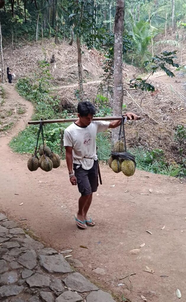 Warga Baduy membawa durian hasil panen dari hutan dengan pikulan di bahunya.